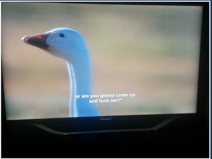 Netflix Accidentally Put Aziz Ansari Subtitles on a Nature Doc and the Results Are Amazing