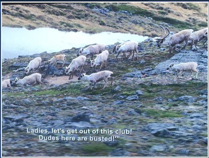 Netflix Accidentally Put Aziz Ansari Subtitles on a Nature Doc and the Results Are Amazing