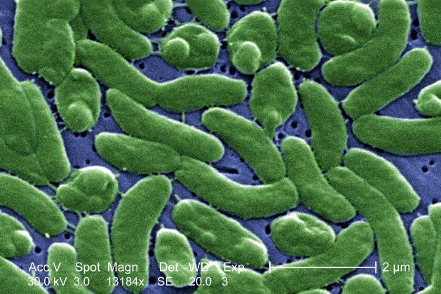 Vibrio Vulnificus: Everything You Need to Know About the Flesh-Eating Bacteria